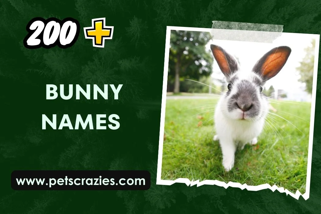Bunny Names 