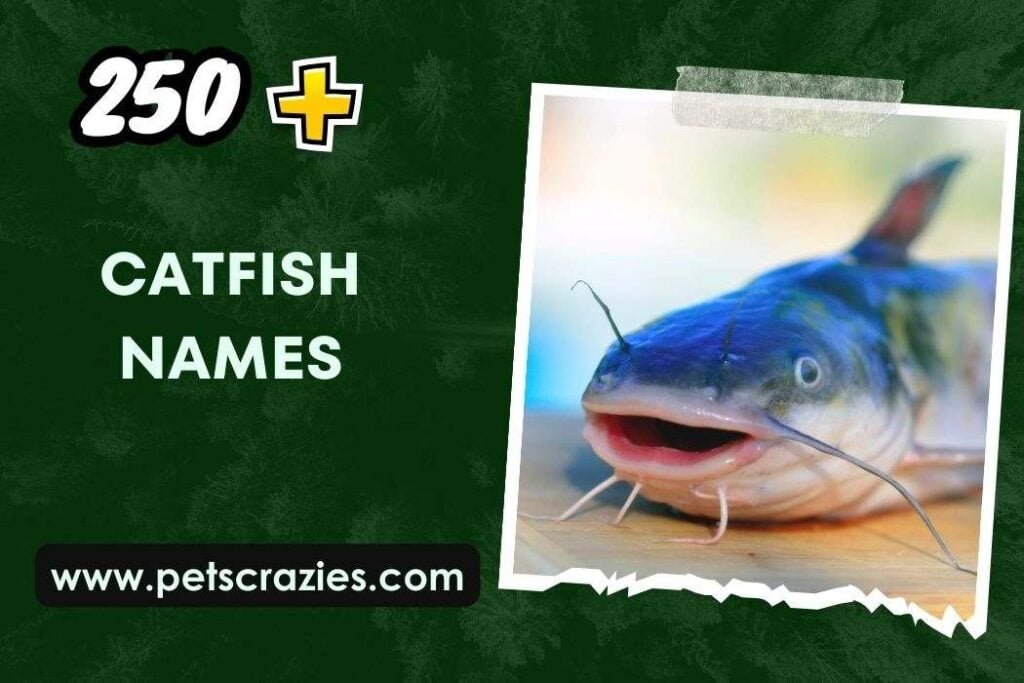 250-catfish-names-creative-ideas-for-aquatic-pets