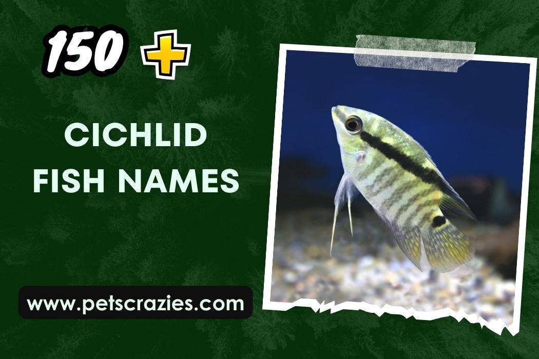 Cichlid Fish Names (150+ Creative Ideas) 1 Cichlid Fish Names