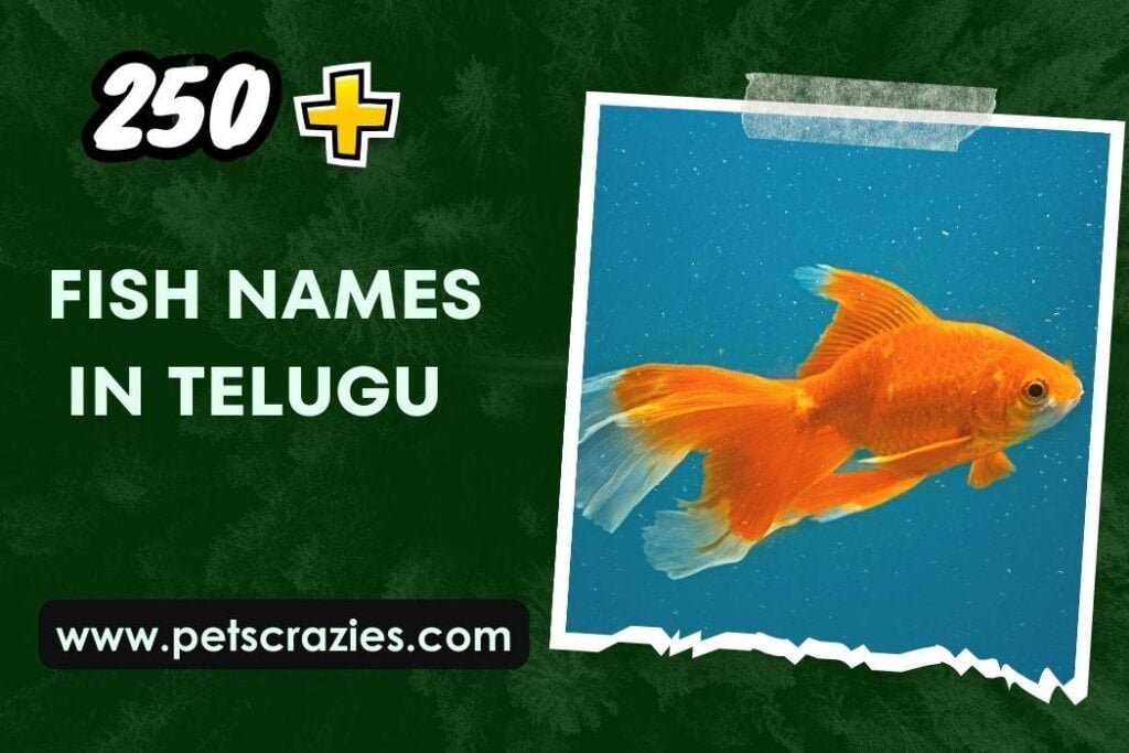 200+ Fish Names in Telugu (Decode the Aquatic Mystery)