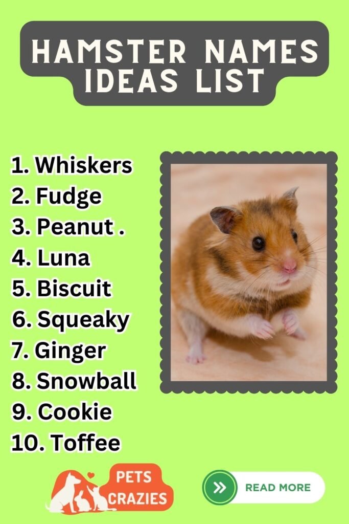 300 Hamster Names That Will Leave You In Stitches