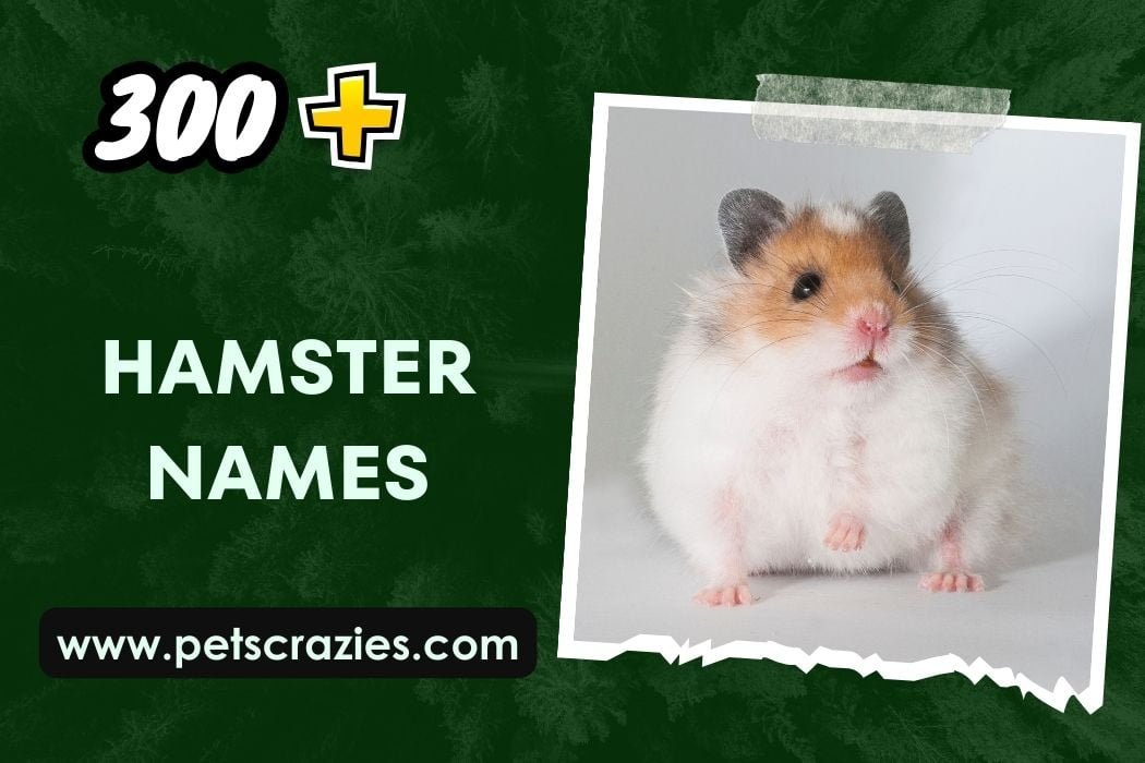 300+ Hamster Names That Will Leave You In Stitches