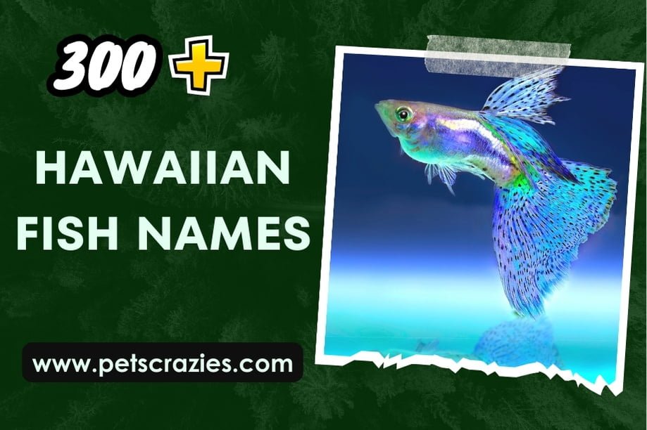 300+hawaiian Fish Names (discover The Underwater Legends)