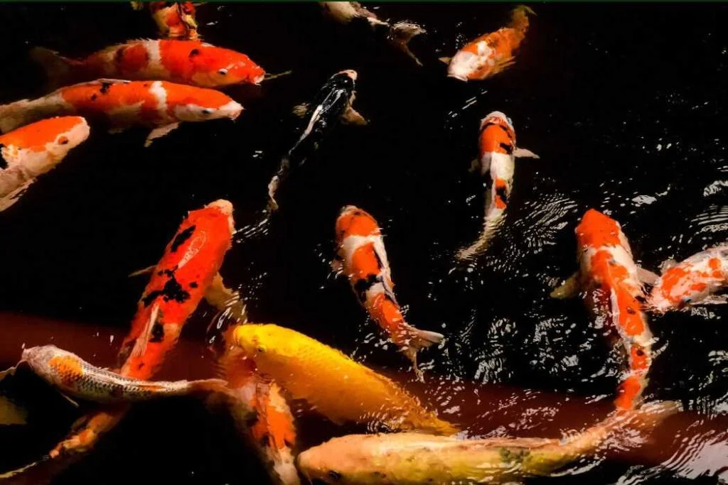 KOI