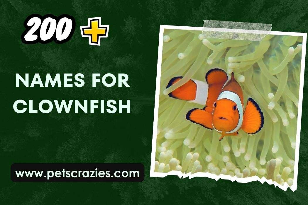 Names for Clownfish (200+ Unique Ideas) 1 Names for Clownfish