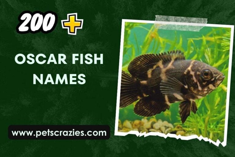 200 Oscar Fish Names Personalizing Your Pets Identity