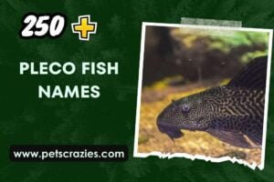 250+ Pleco Fish Names (Ideas for Your Algae Eater)