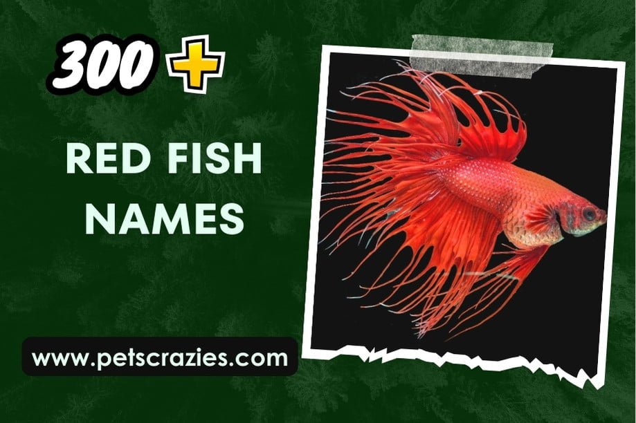 300+Red Fish Names (Perfect Moniker for Your Ruby Fish)