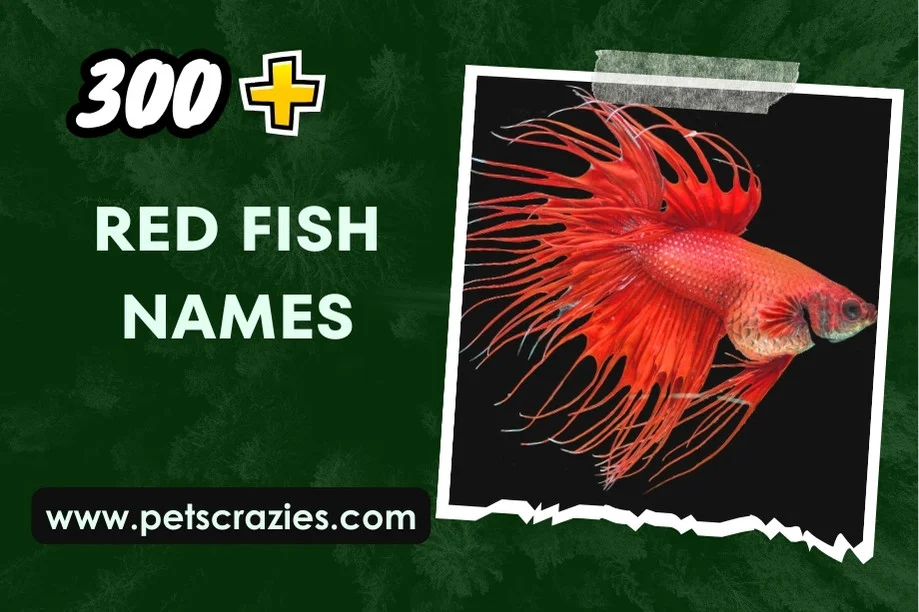 Red Fish Names (300+ Creative Ideas) 1 Red Fish Names