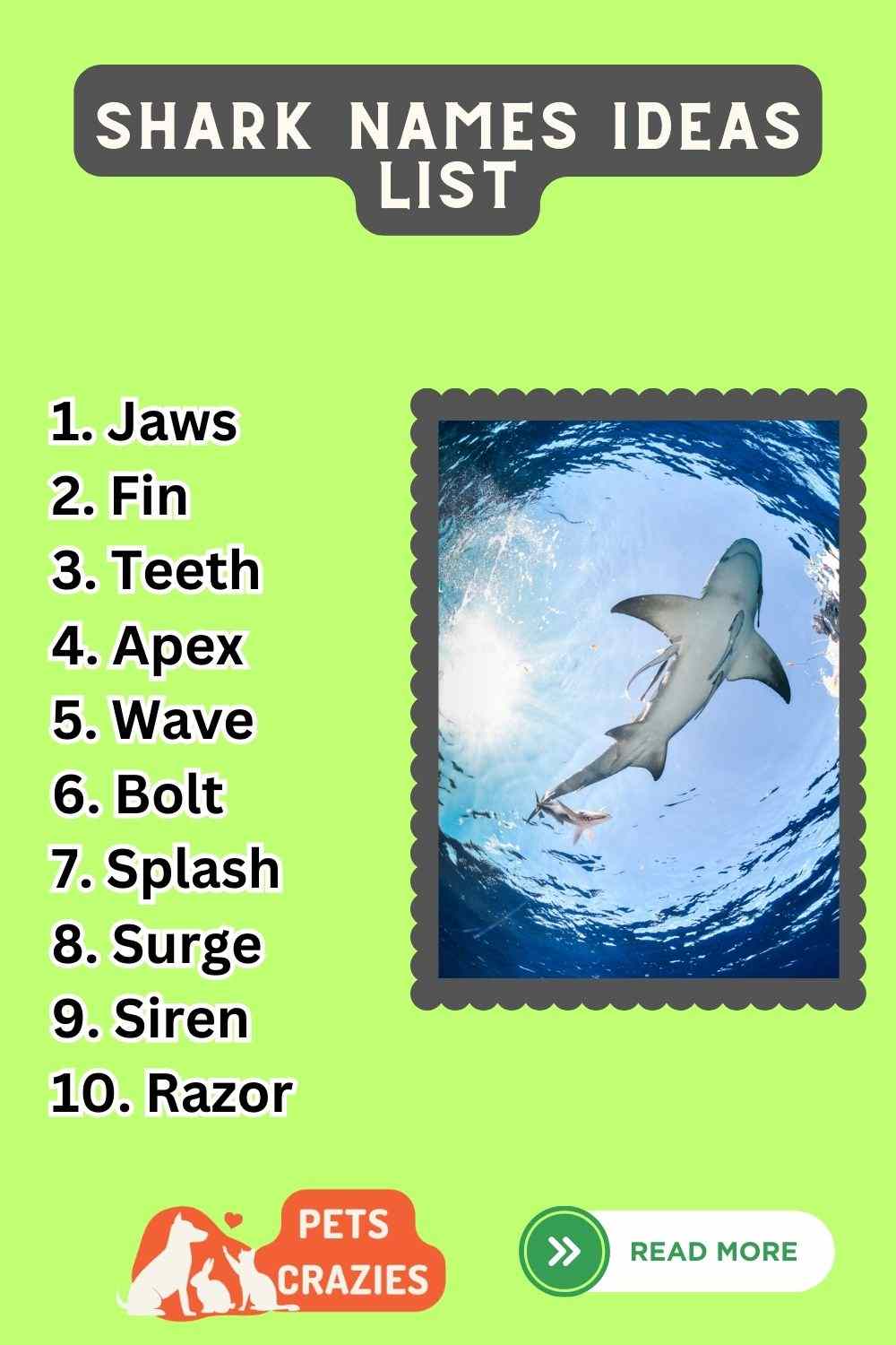300+ Shark Names (From Fearsome to Fascinating)