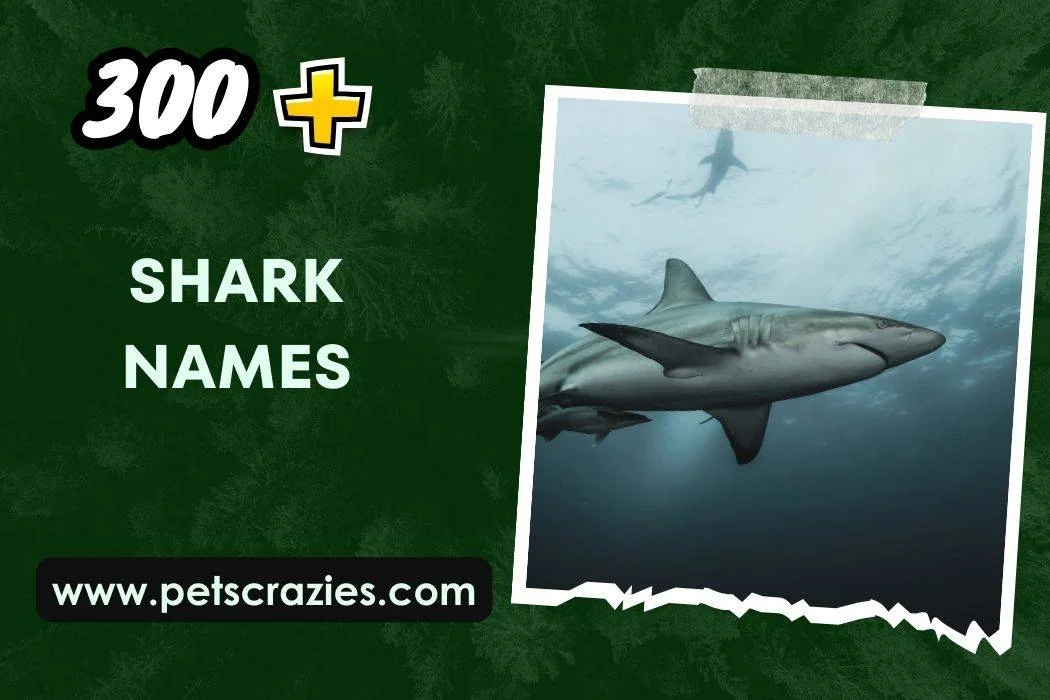 Shark Names (300+ Creative Ideas) 1 Shark Names