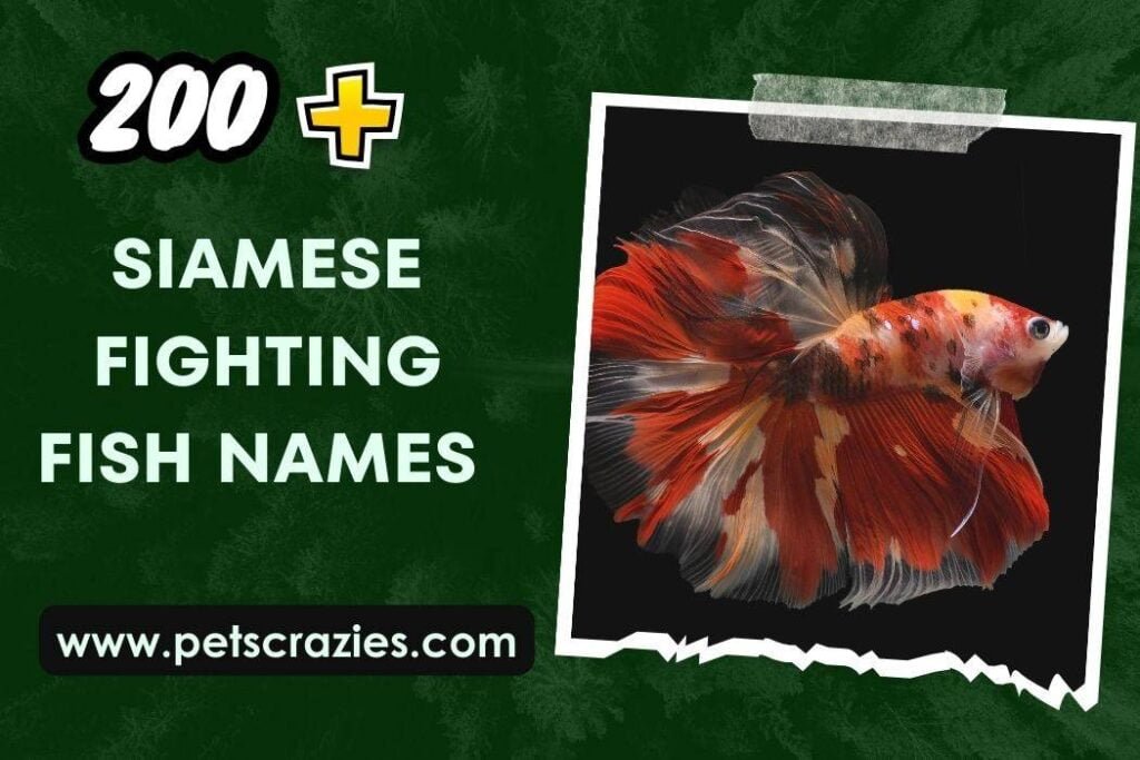 200+ Siamese Fighting Fish Names (Dive into Creative Ideas)