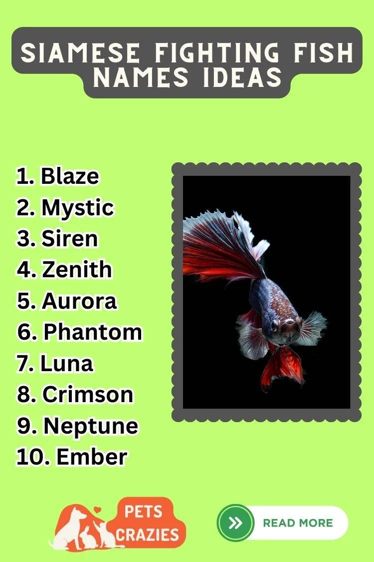 Siamese Fighting Fish Names Ideas List