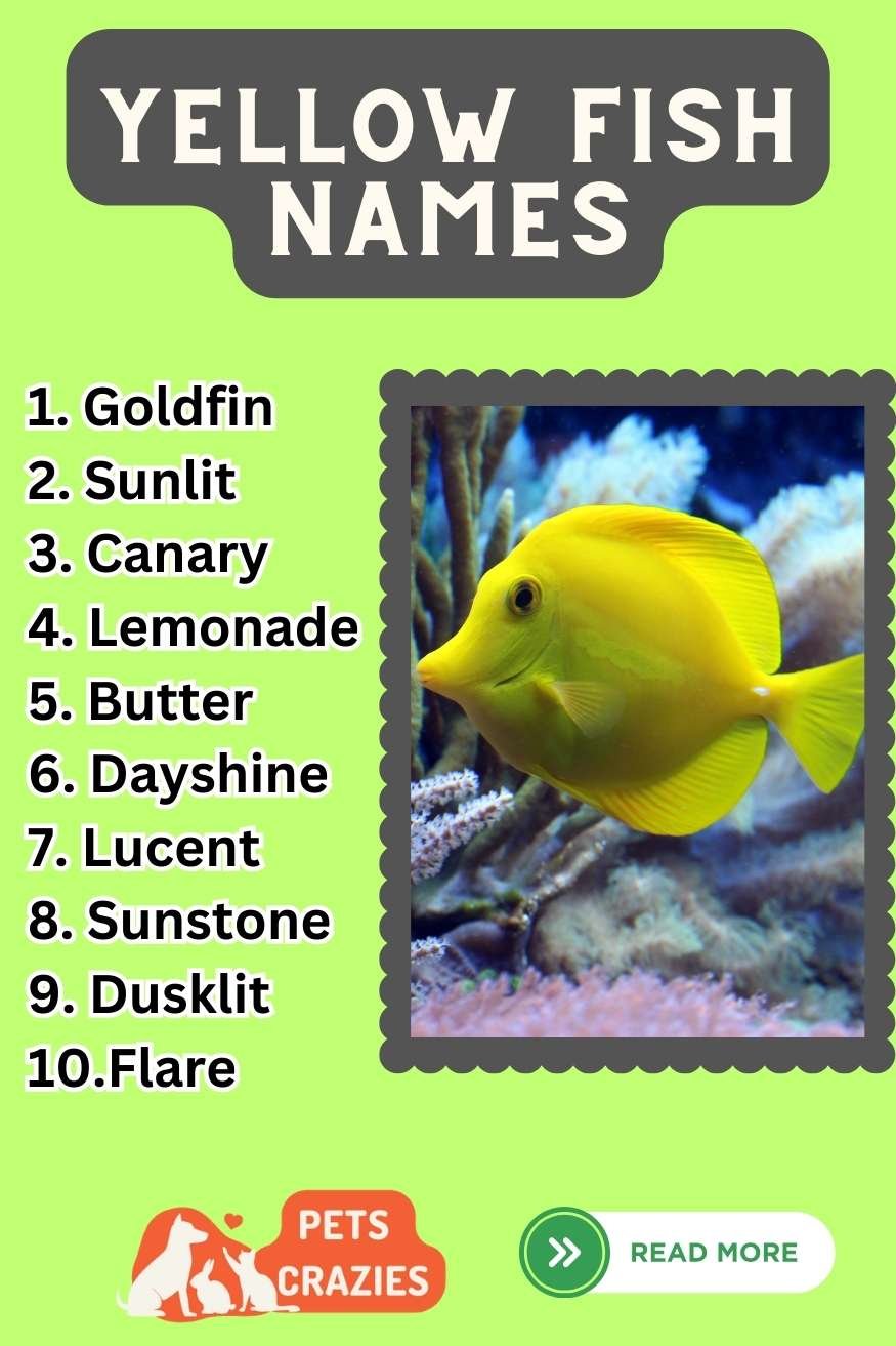 400+Yellow Fish Names (Lively Selections for Marine Beauties)