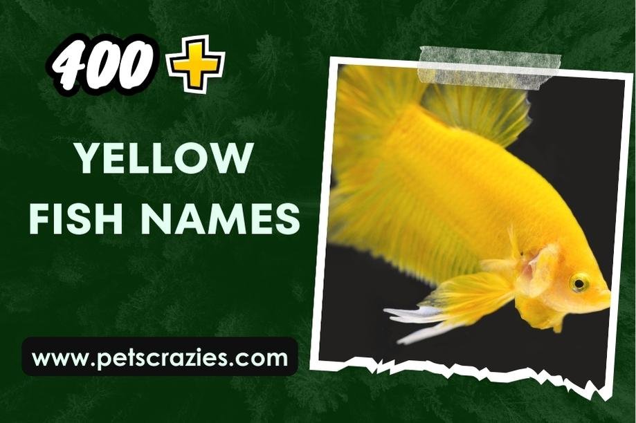 400+Yellow Fish Names (Lively Selections for Marine Beauties)