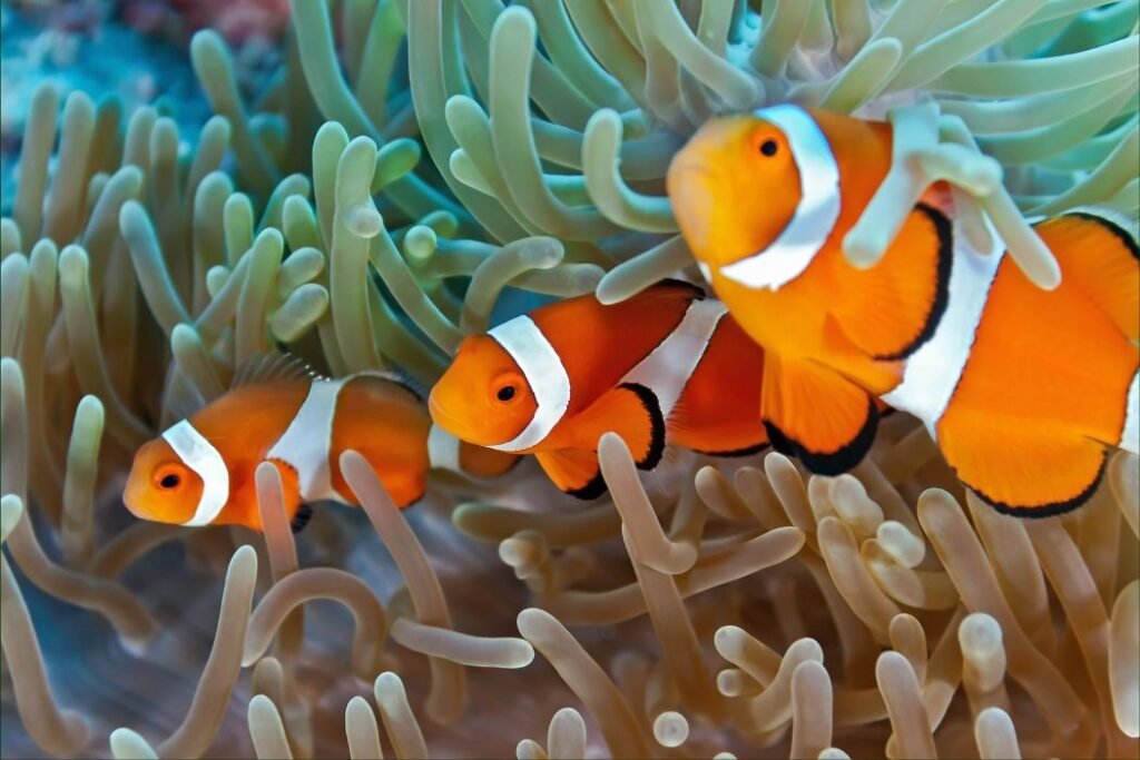 200+ Names for Clownfish (Unleash Your Fish's Personality)