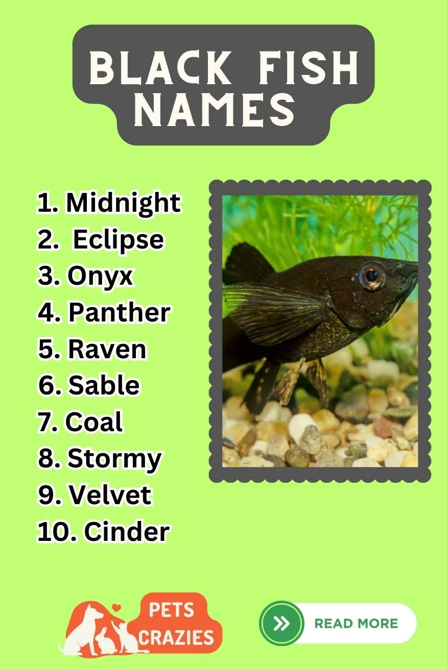 unique black fish names ideas list