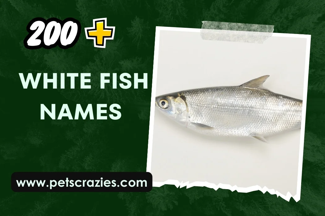 white fish names