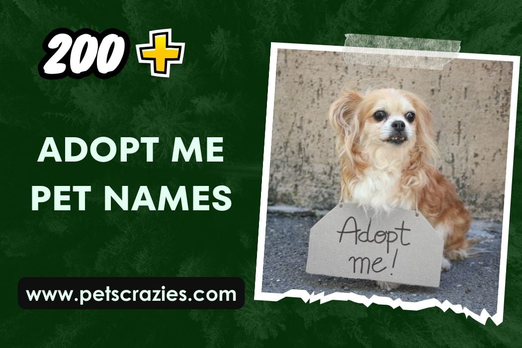 200+ Adopt Me Pet Names (Naming Your Virtual Bestie!)