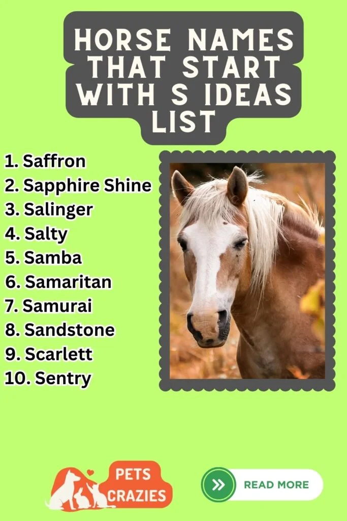 Best Horse names that start with S Ideas List