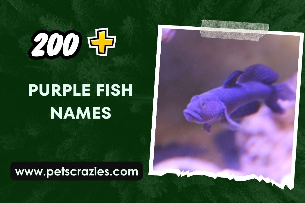 Purple Fish Names