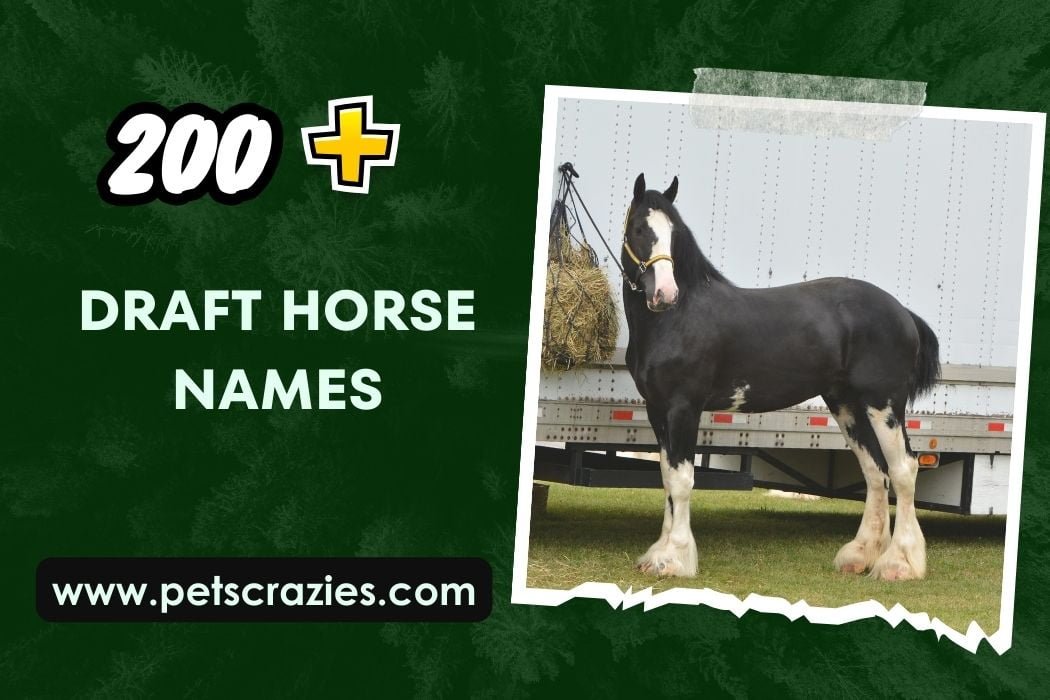 200+ Draft Horse Names titles for Your Beast!