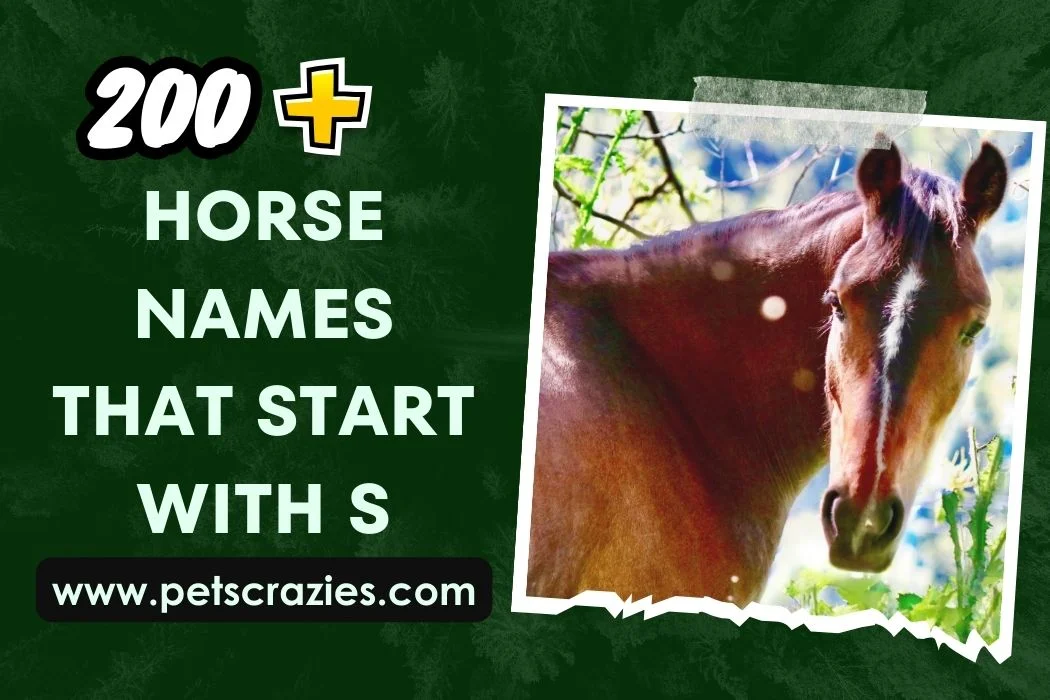 Horse names that start with S