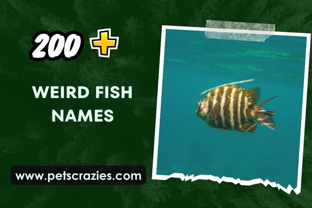 200-weird-fish-names-splash-with-aquatic-aliases