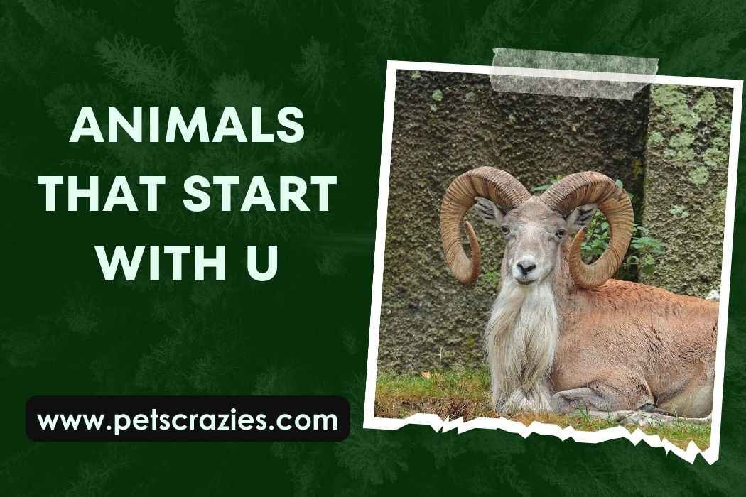 Animals That Start With U