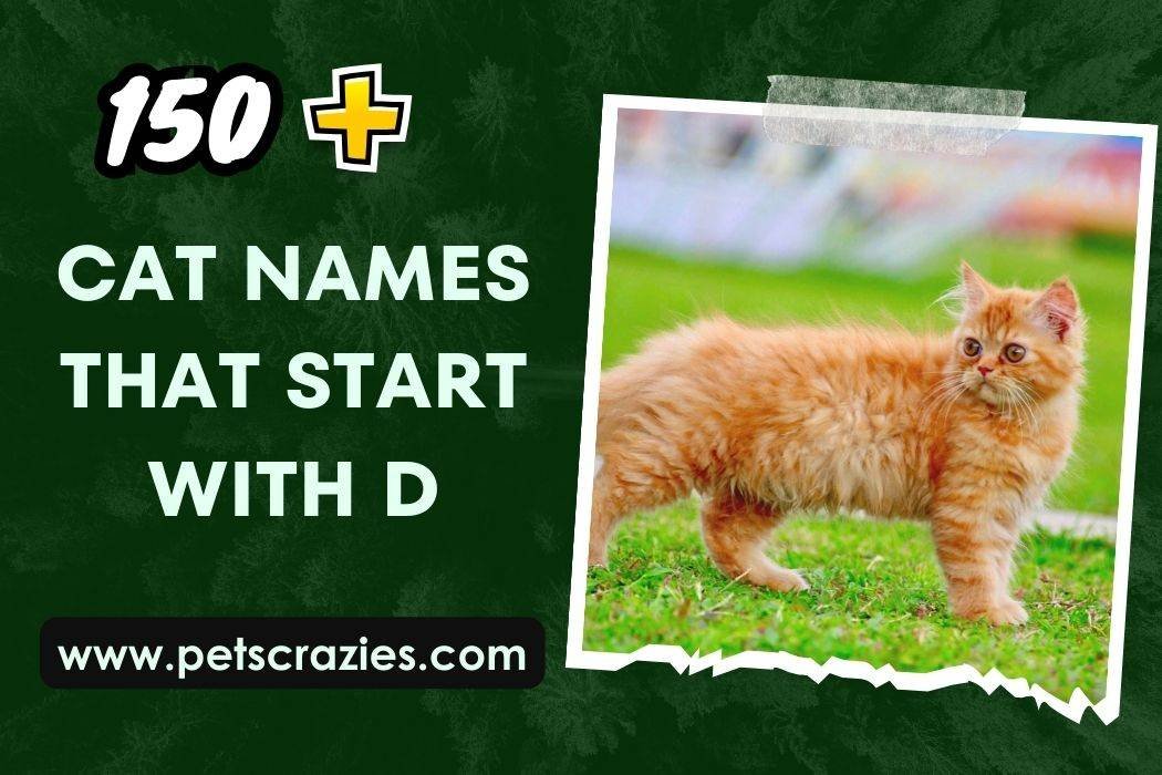 Cat Names That Start With D