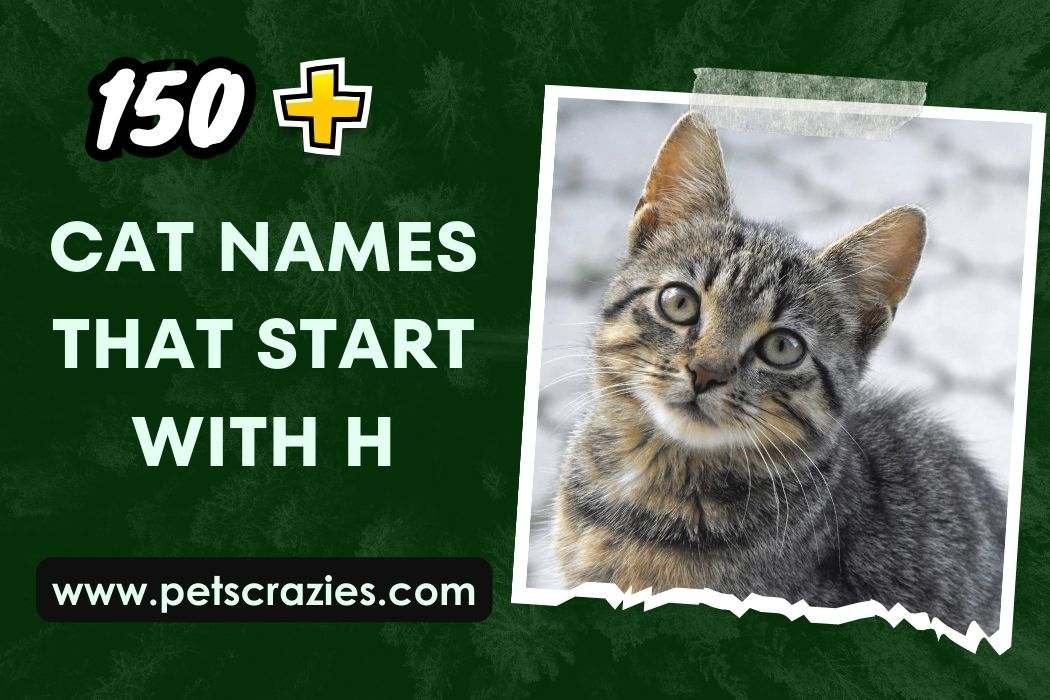 150+ Cat Names That Start With H (A Unique Guide)