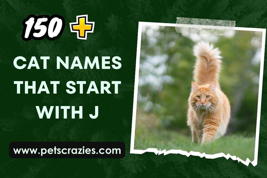 150+ Cat Names That Start With J (Explore Playful Options)