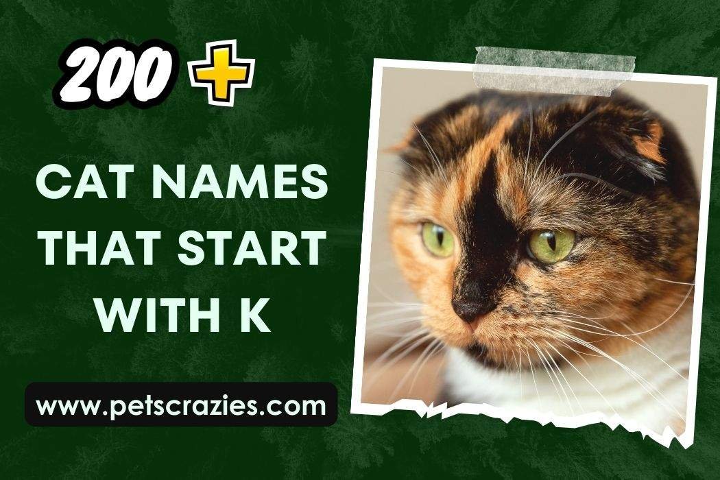 orange-cat-names-from-movies