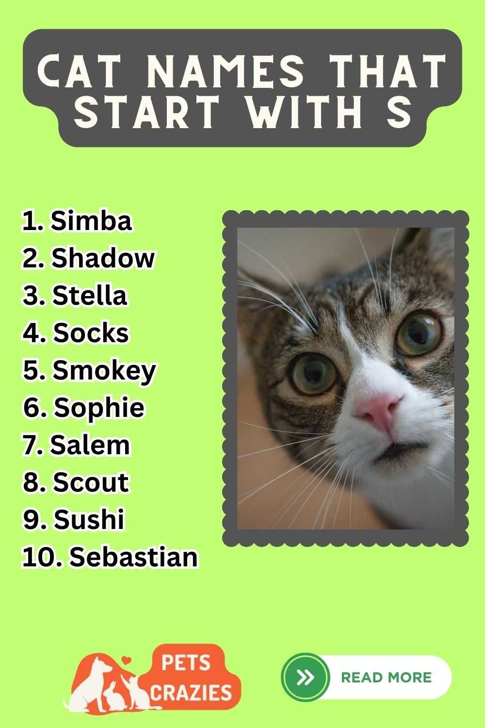 150+ Cat Names That Start With S (Find the Perfect Match)