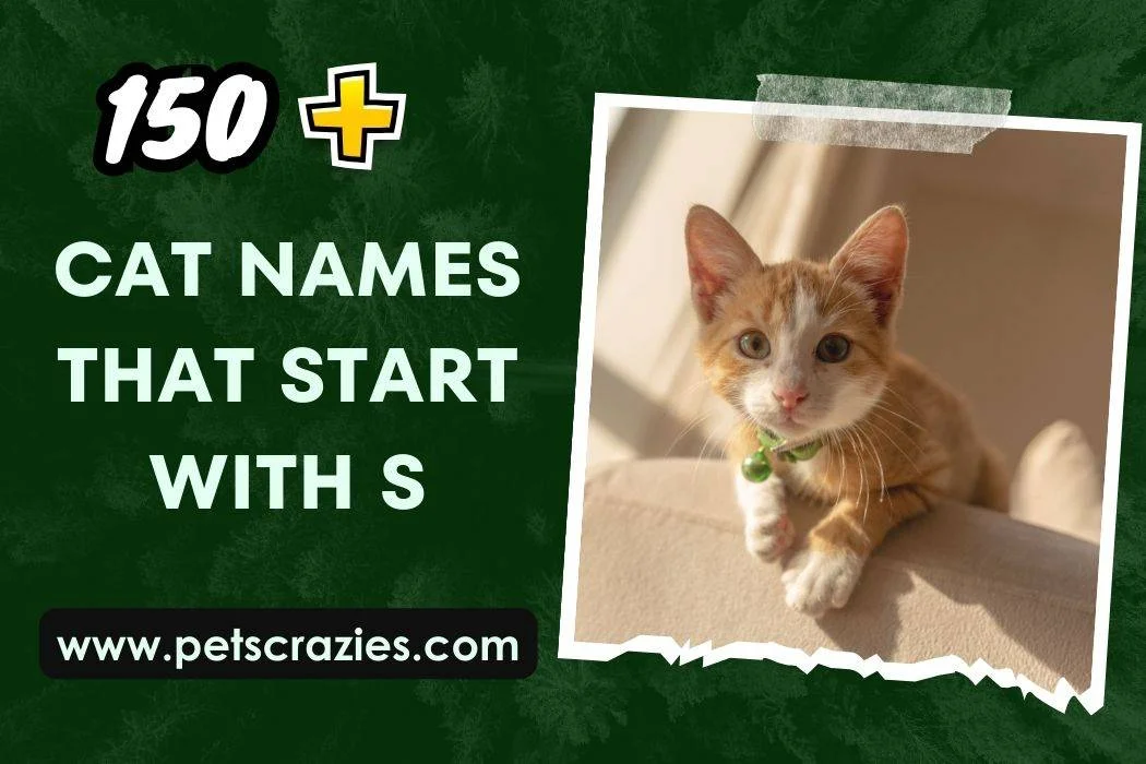 Cat Names That Start With S