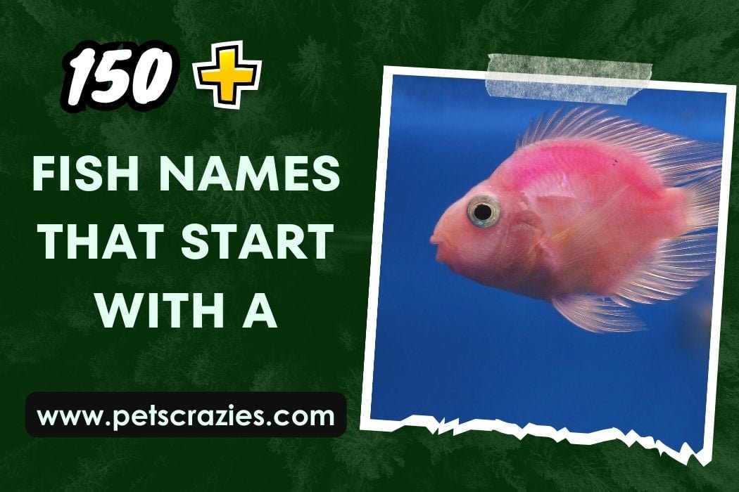 150+ Fish Names That Start With A (Discover Aquatic Wonders)