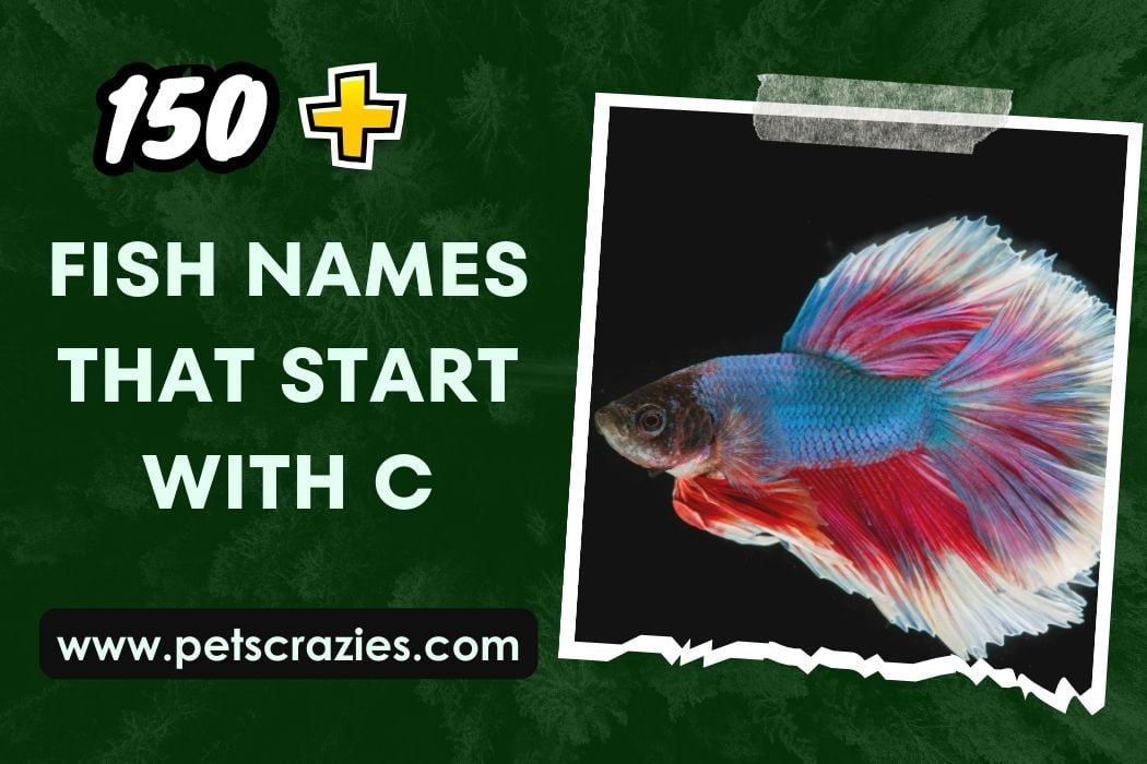 Fish Names that start with C