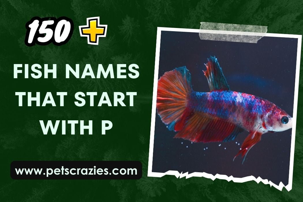 Fish Names That Start With P