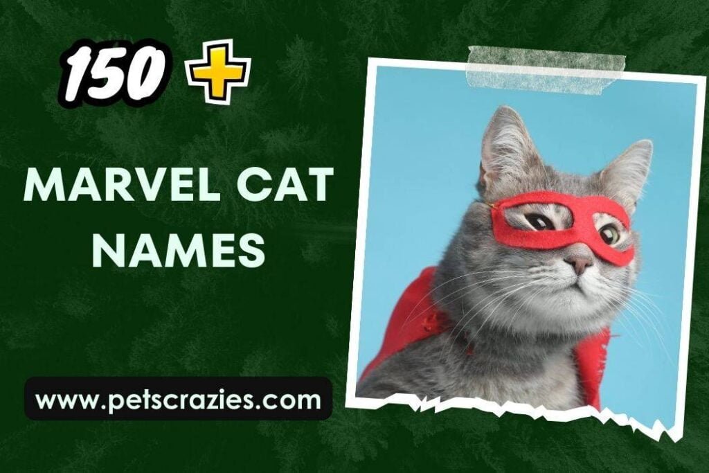 150+ Marvel Cat Names (Inspire Your Pet's Next Adventure)