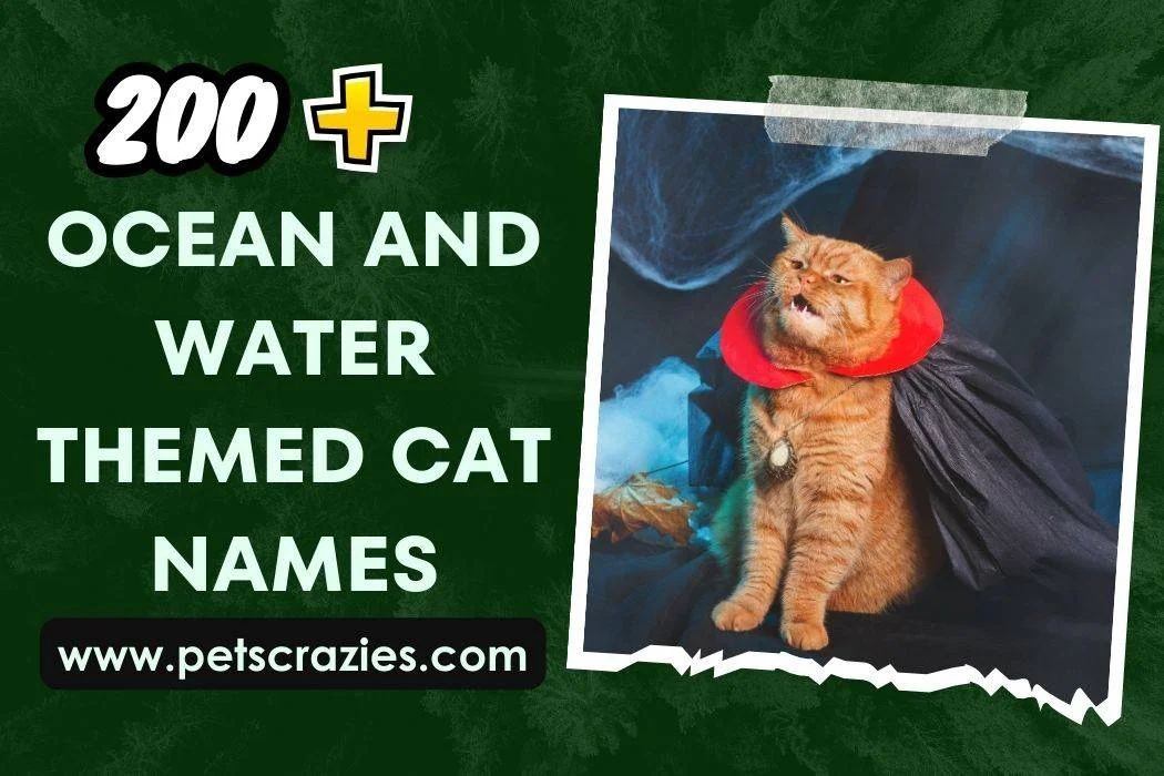 Ocean and Water Themed Cat Names