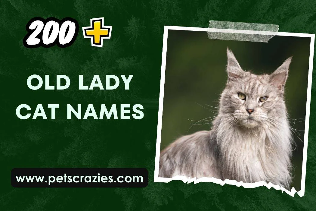 Old Lady Cat Names