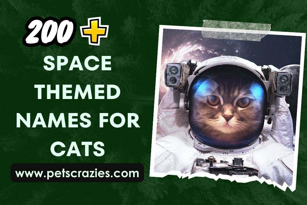 200+ Space Themed Names For Cats