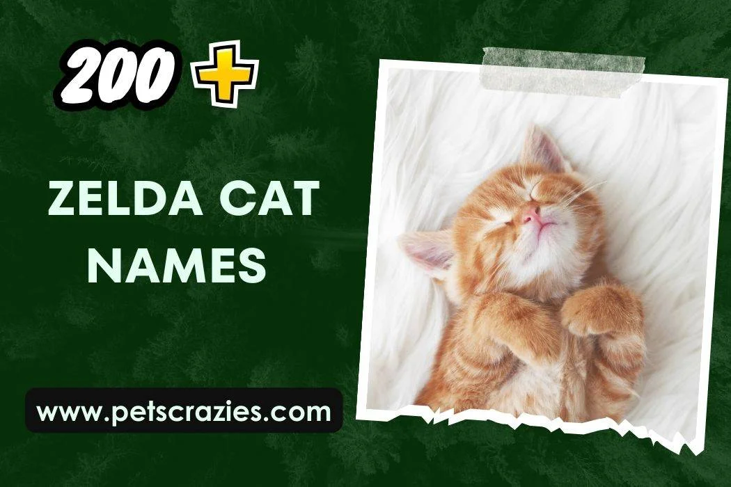 Zelda Cat Names