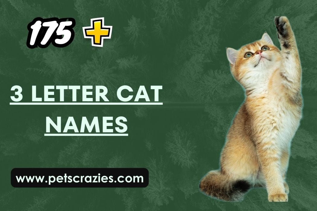 3 Letter Cat Names