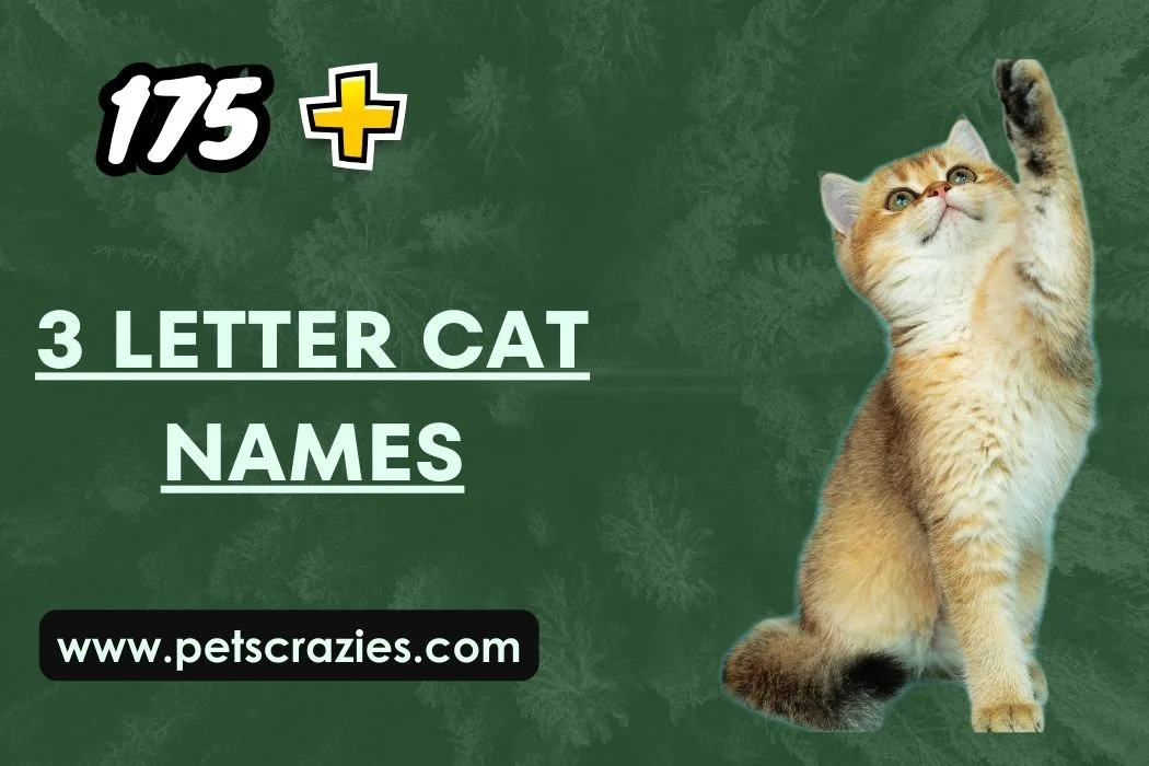 3 Letter Cat Names - Short, Sweet, and Purr-fect! 1 3 Letter Cat Names