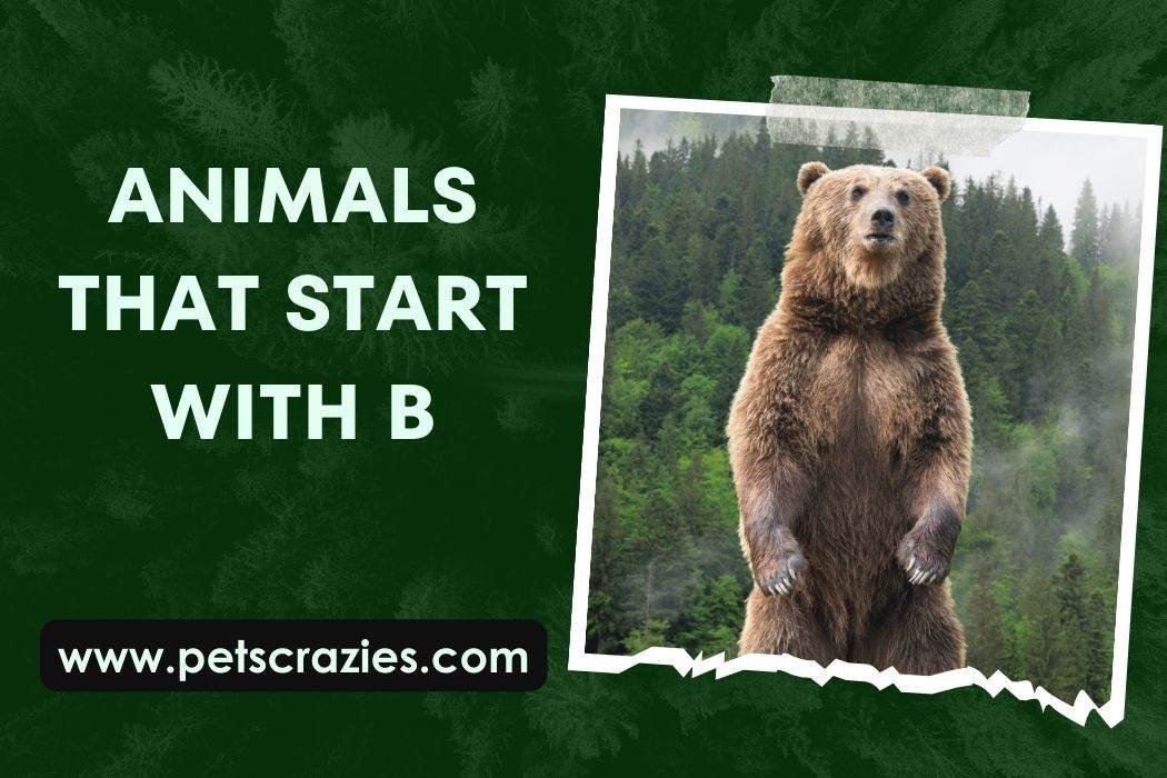 Animals That Start With B (Wildlife Exploration Guide) 1 Animals That Start With B