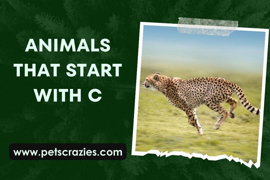 Animals That Start With C