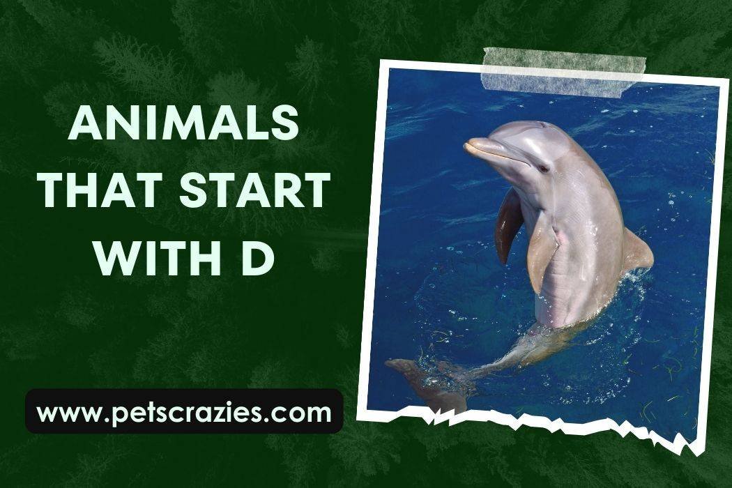 Animals That Start With D (Unveiling Nature's Marvels) 1 Animals That Start With D