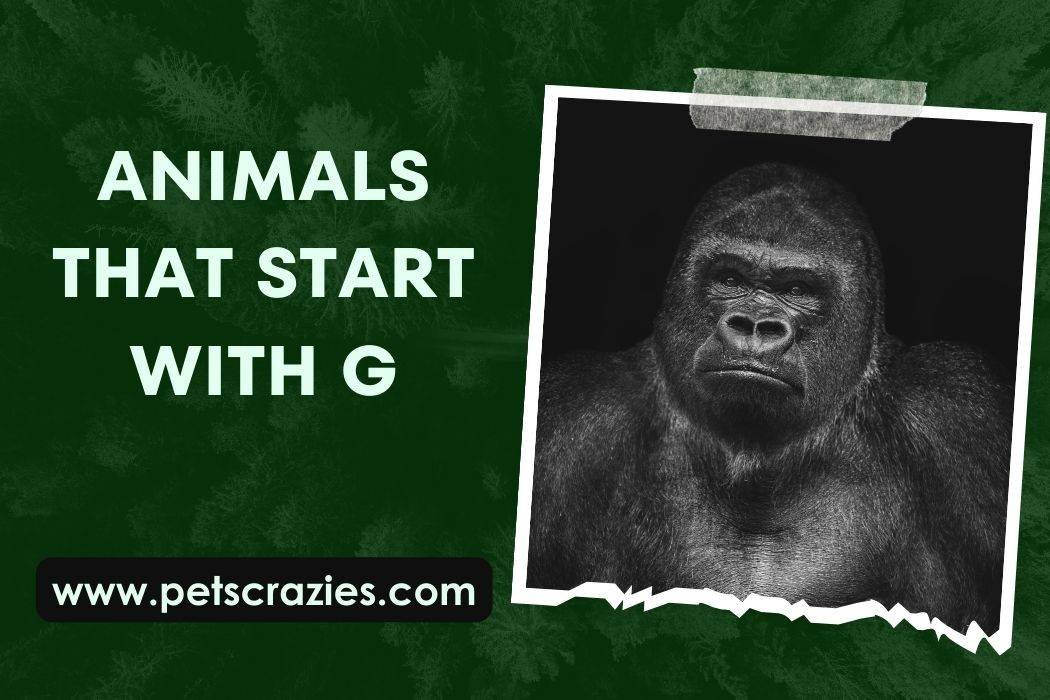 Animals That Start With G (Wildlife Exploration Guide)