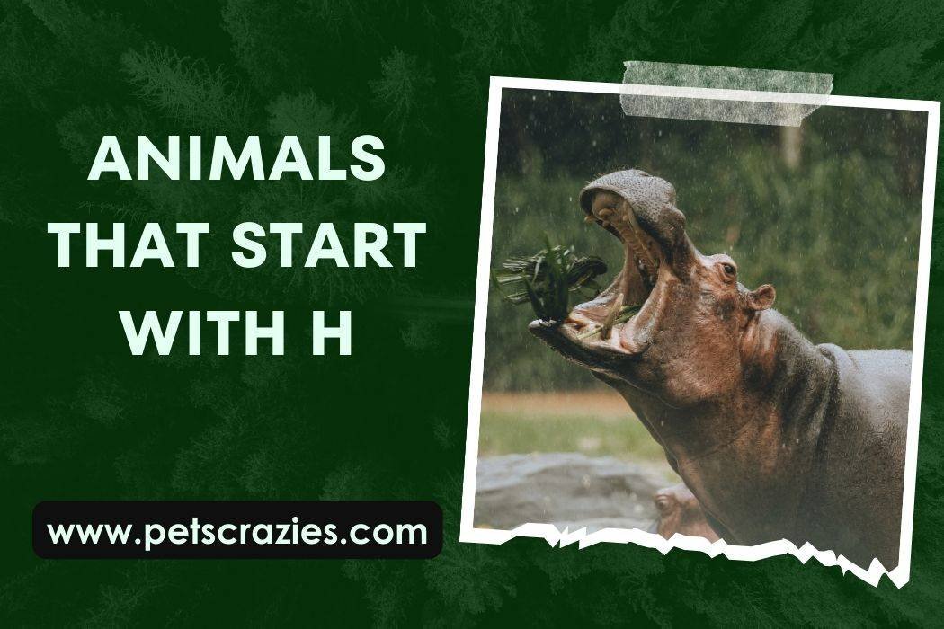 Animals That Start With H